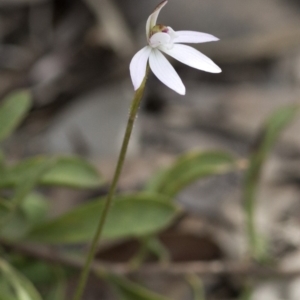 Caladenia fuscata at Wee Jasper, NSW - suppressed