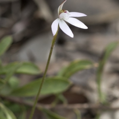 Caladenia fuscata (Dusky Fingers) at Wee Jasper Nature Reserve - 2 Sep 2020 by JudithRoach