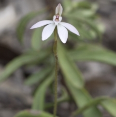 Caladenia fuscata at Wee Jasper, NSW - suppressed