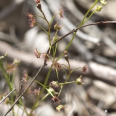 Drosera auriculata at Wee Jasper, NSW - 2 Sep 2020 01:45 PM