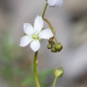 Drosera auriculata at Wee Jasper, NSW - 2 Sep 2020 01:45 PM