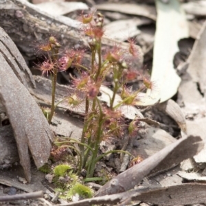 Drosera auriculata at Wee Jasper, NSW - 2 Sep 2020