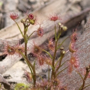 Drosera auriculata at Wee Jasper, NSW - 2 Sep 2020