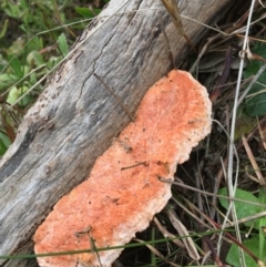 Pycnoporus sp. at Wodonga - 2 Sep 2020 by Alburyconservationcompany