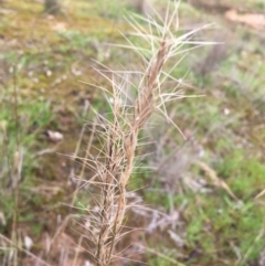 Aristida ramosa (Purple Wire Grass) at Wodonga, VIC - 2 Sep 2020 by Alburyconservationcompany