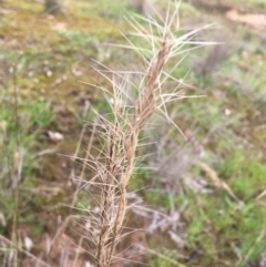 Aristida ramosa (Purple Wire Grass) at  - 3 Sep 2020 by Alburyconservationcompany