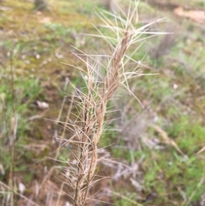 Aristida ramosa at Wodonga Bushland Reserve - 3 Sep 2020