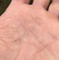 Aristida ramosa at Wodonga Bushland Reserve - 3 Sep 2020