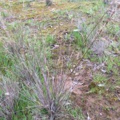 Aristida ramosa at Wodonga Bushland Reserve - 3 Sep 2020 08:30 AM