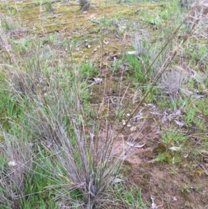 Aristida ramosa at Wodonga Bushland Reserve - 3 Sep 2020