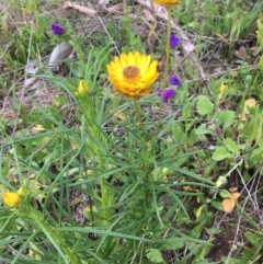 Xerochrysum viscosum (Sticky Everlasting) at Wodonga, VIC - 2 Sep 2020 by Alburyconservationcompany