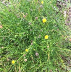 Calotis lappulacea (Yellow Burr Daisy) at Wodonga - 2 Sep 2020 by Alburyconservationcompany