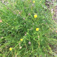 Calotis lappulacea (Yellow Burr Daisy) at Wodonga, VIC - 2 Sep 2020 by Alburyconservationcompany