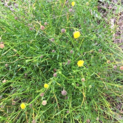 Calotis lappulacea (Yellow Burr Daisy) at - 2 Sep 2020 by Alburyconservationcompany