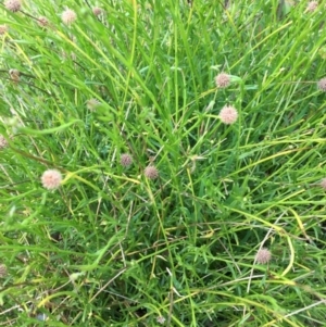 Calotis lappulacea at Wodonga Bushland Reserve - 3 Sep 2020