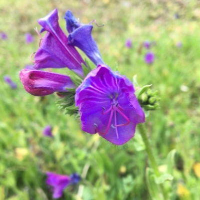 Echium plantagineum (Paterson's Curse) at Wodonga - 2 Sep 2020 by Alburyconservationcompany