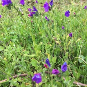 Echium plantagineum at Wodonga, VIC - 3 Sep 2020