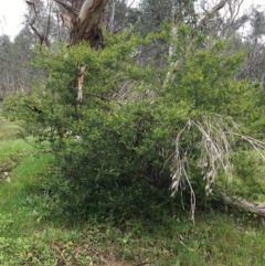 Unidentified Other Shrub at Wodonga, VIC - 2 Sep 2020 by Alburyconservationcompany