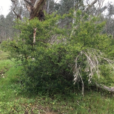Unidentified Other Shrub at Wodonga, VIC - 2 Sep 2020 by Alburyconservationcompany
