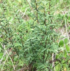 Cheilanthes sieberi (Rock Fern) at Wodonga - 2 Sep 2020 by Alburyconservationcompany