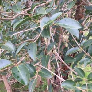 Ligustrum lucidum at Wodonga, VIC - 3 Sep 2020 08:25 AM