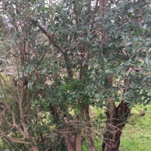 Ligustrum lucidum at Wodonga, VIC - 3 Sep 2020 08:25 AM