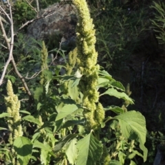 Amaranthus powellii (Powell's Amaranth) at Banks, ACT - 31 Mar 2020 by michaelb