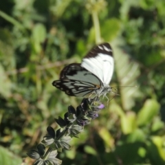 Belenois java (Caper White) at Banks, ACT - 31 Mar 2020 by MichaelBedingfield
