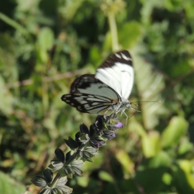 Belenois java (Caper White) at Rob Roy Range - 31 Mar 2020 by michaelb