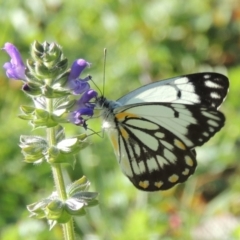 Belenois java (Caper White) at Rob Roy Range - 31 Mar 2020 by michaelb