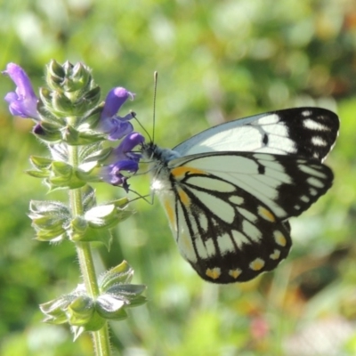 Belenois java (Caper White) at Rob Roy Range - 31 Mar 2020 by michaelb