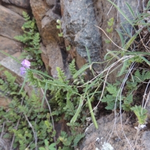 Glycine clandestina at Banks, ACT - 31 Mar 2020 06:45 PM