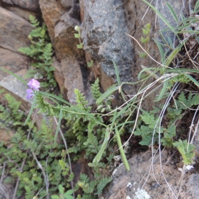 Glycine clandestina (Twining Glycine) at Banks, ACT - 31 Mar 2020 by MichaelBedingfield