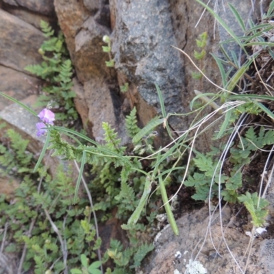 Glycine clandestina (Twining Glycine) at Banks, ACT - 31 Mar 2020 by michaelb