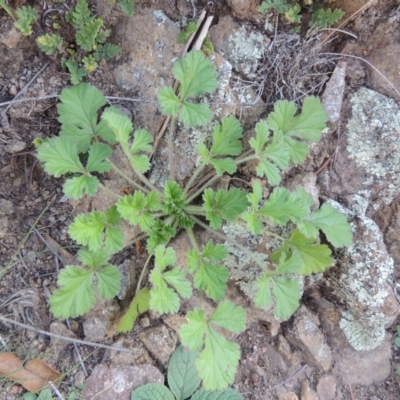 Erodium crinitum (Native Crowfoot) at Banks, ACT - 31 Mar 2020 by MichaelBedingfield