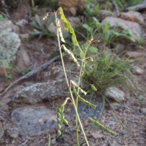 Grona varians at Banks, ACT - 31 Mar 2020 06:52 PM