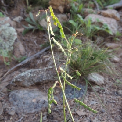 Grona varians (Slender Tick-Trefoil) at Rob Roy Range - 31 Mar 2020 by michaelb