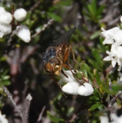 Chaetophthalmus sp. (genus) (A bristle fly) at Mount Taylor - 29 Aug 2020 by MatthewFrawley