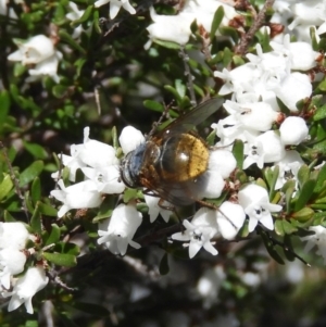 Chaetophthalmus sp. (genus) at Fisher, ACT - 29 Aug 2020