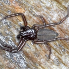 Gnaphosidae or Trochanteriidae (families) (Flat spider) at Mount Ainslie - 1 Sep 2020 by jb2602