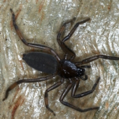 Gnaphosidae or Trochanteriidae (families) (Flat spider) at Majura, ACT - 1 Sep 2020 by jb2602