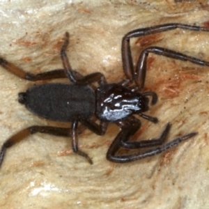 Gnaphosidae or Trochanteriidae (families) at Majura, ACT - 1 Sep 2020