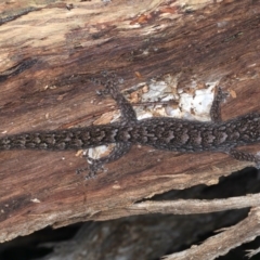 Christinus marmoratus (Southern Marbled Gecko) at Campbell Park Woodland - 1 Sep 2020 by jb2602