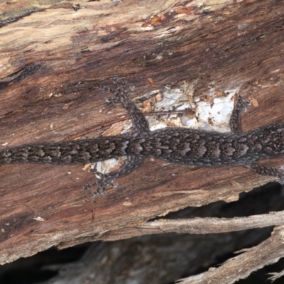 Christinus marmoratus (Southern Marbled Gecko) at Mount Ainslie - 1 Sep 2020 by jbromilow50