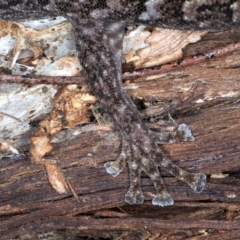 Christinus marmoratus at Majura, ACT - 1 Sep 2020