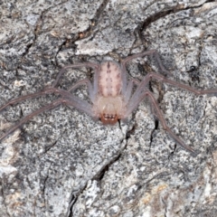 Delena cancerides (Social huntsman spider) at Mount Ainslie - 1 Sep 2020 by jb2602