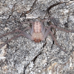 Delena cancerides (Social huntsman spider) at Campbell, ACT - 1 Sep 2020 by jb2602