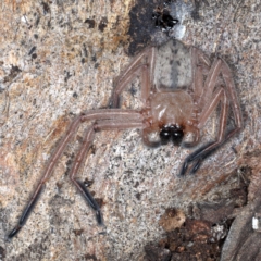 Delena cancerides at Campbell, ACT - 1 Sep 2020 03:33 PM