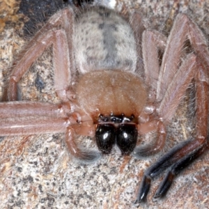 Delena cancerides at Campbell, ACT - 1 Sep 2020