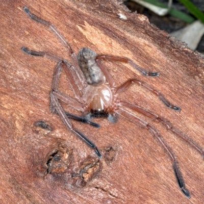 Delena cancerides (Social huntsman spider) at Majura, ACT - 1 Sep 2020 by jb2602